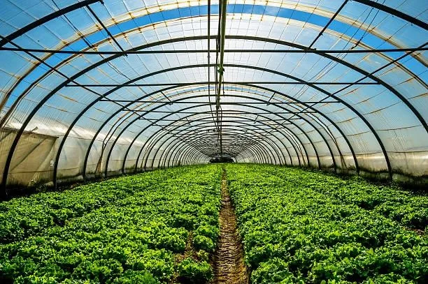 Sprijin pentru agricultori: Guvernul renunță la taxarea silozurilor și solariilor
