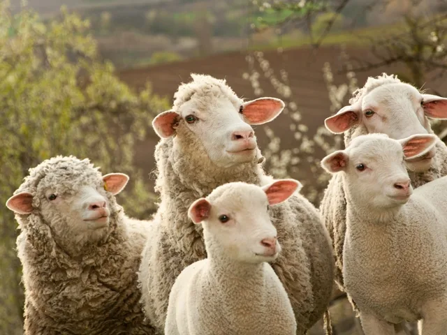 Cât costă carnea de miel anul acesta
