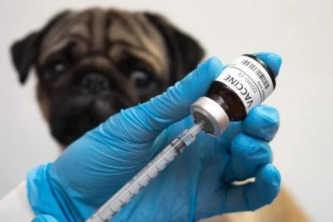 COVID-19: După nebunia vaccinurilor umane începe cea privind animalele