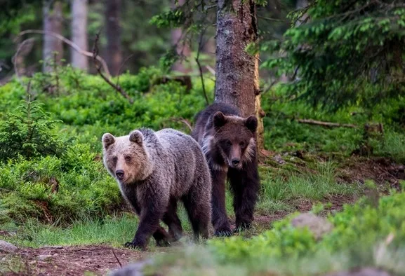 Vânătoarea urșilor trebuie justificată cu date credibile, susțin reprezentanții WWF România