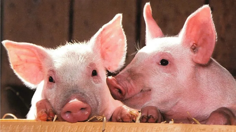 Ministrul Agriculturii, Adrian Oros: Avem o criză a cărnii de porc