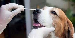 Nou coronavirus de origine canină, descoperit în Asia