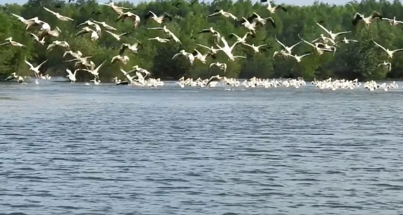Sute de pelicani, filmați în Parcul Natural Balta Mică a Brăilei