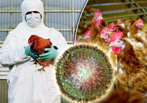 Primul caz uman de gripă aviară, descoperit în China