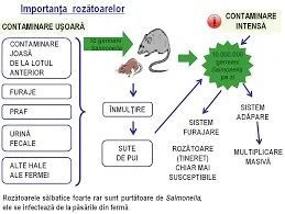 Infectare cu hantavirus, transmis de la rozătoare la om, raportată în SUA