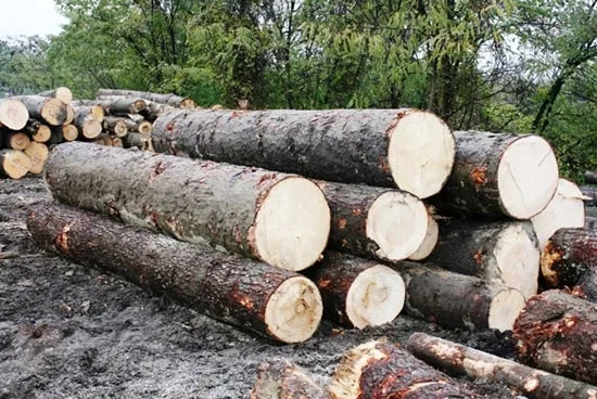 "Aurul verde" se fură în continuare!