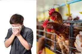 Primul caz de gripă aviară H3N8 la om detectat în China