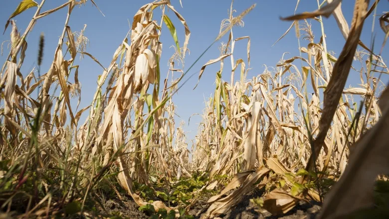 Peste 70.000 de hectare cultivate, afectate de secetă, în 14 județe. Printre acestea sunt Galațiul și Brăila