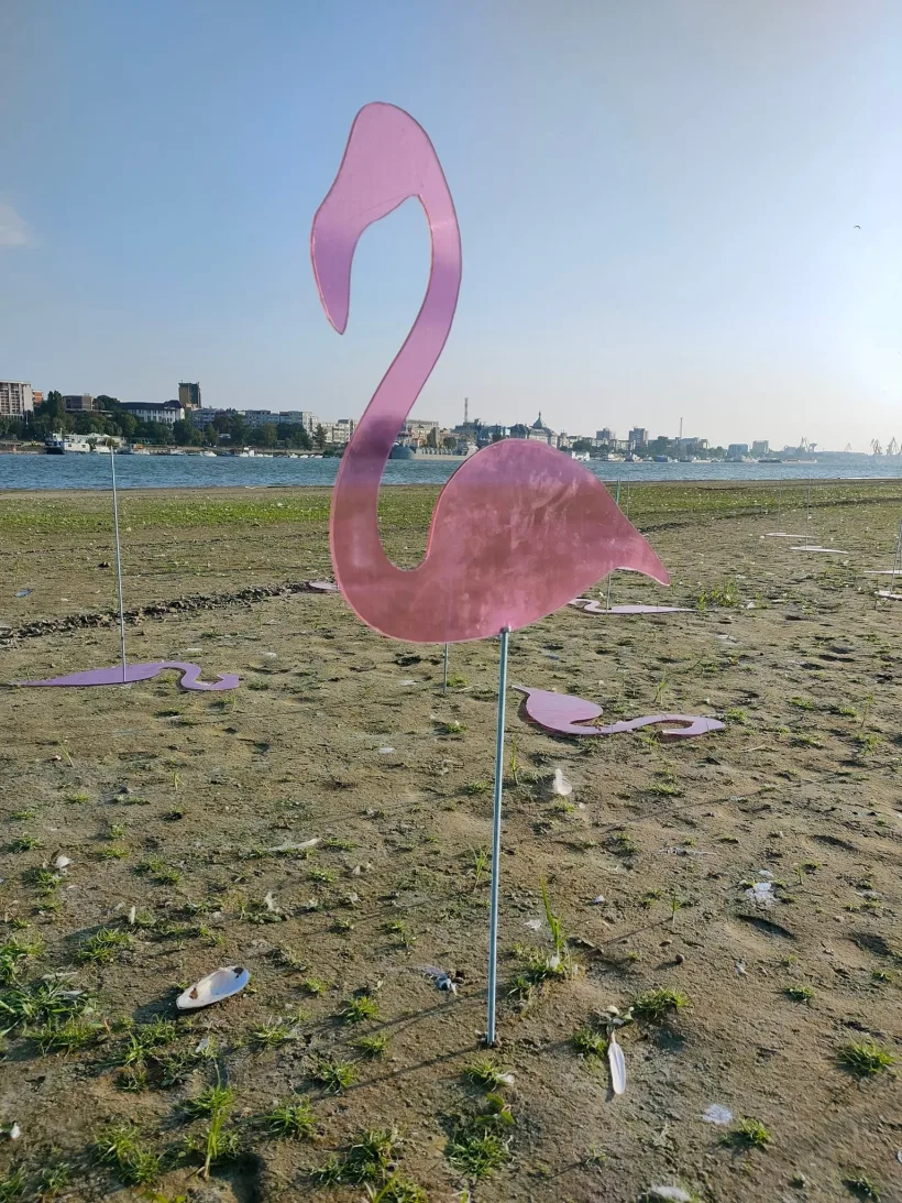 Flamingo roz pe insula din mijlocul Dunării