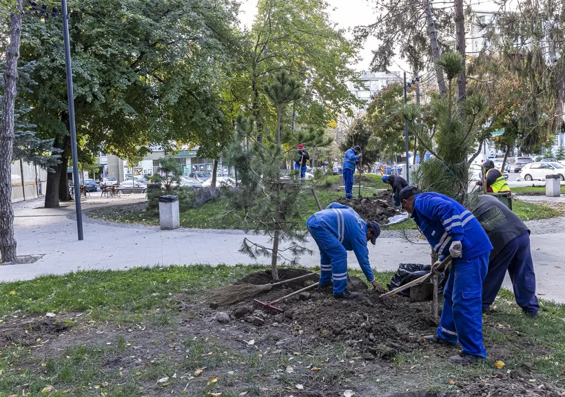 Aproape 2.000 de copaci, plantați în Galați în această toamnă