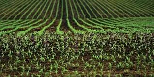 MADR a început procesul de autorizare la plată a Ajutoarelor Naționale Tranzitorii pentru sectorul vegetal