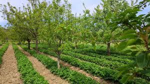 Sprijin MADR pentru pomicultori: cereri la APIA, plăți până în aprilie 2026