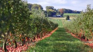 1,9 milioane euro sprijin, pentru Grupurile de producători din sectorul pomicol