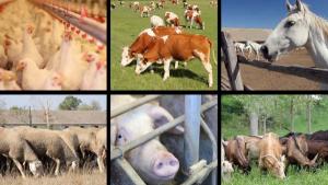 Restricțiile guvernamentale au mai nenorocit un sector important al economiei românești