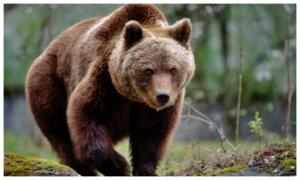 Protest la Ministerul Mediului al activiștilor pentru protecția animalelor