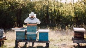 Cererile pentru accesarea Programului Național Apicol, până pe 31 mai