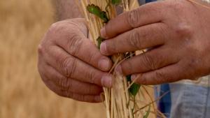 Jumătate din cultura de rapiță din județul Galați, compromisă