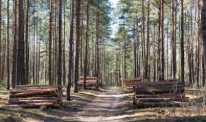 Diana Buzoianu: Noul Cod silvic a fost adoptat de Parlament cu reforme inițiate de USR și societatea civilă