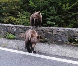 Ministrul Mediului, după atacul de la Predeal: Eu cred că trebuie să începem cu urșii problemă