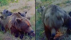 Cazul motociclistului italian, omorât de o ursoaică pe Transfăgărășan. Ministerul Mediului anunță cum au acționat autoritățile