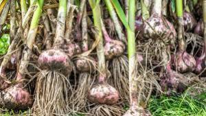 Ministerul Agriculturii vrea să dea bani mai mulți pentru susținerea producției de usturoi