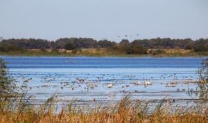 Autoritățile interzic folosirea năvoadelor pe teritoriul Rezervației Biosferei Delta Dunării