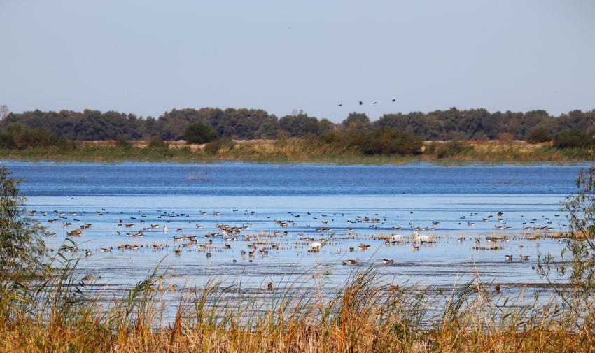 Autoritățile interzic folosirea năvoadelor pe teritoriul Rezervației Biosferei Delta Dunării