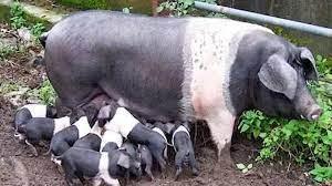 Crescătorii de porci pentru reproducția raselor românești, susținuți printr-un nou prograam financiar