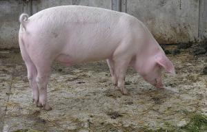 Explicații de la Ministrul Agriculturii: țăranii vor putea vinde porci în perioada Crăciunului