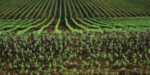 MADR a început procesul de autorizare la plată a Ajutoarelor Naționale Tranzitorii pentru sectorul vegetal