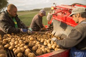 Proiect de minimis pentru cultivatorii de cartofi
