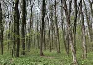 Noul Cod Silvic a fost adoptat de Camera Deputaţilor