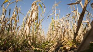 Peste 70.000 de hectare cultivate, afectate de secetă, în 14 județe. Printre acestea sunt Galațiul și Brăila