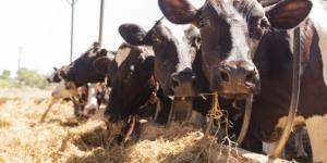 Situație „catastrofală” în zootehnie. Fermierii nu au primit ajutorul COVID de la Guvern