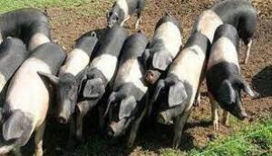 Programul 2024 de susţinere a crescătorilor de porci de reproducție din rasele Bazna şi/sau Mangaliţa așteaptă intervențiile fermierilor