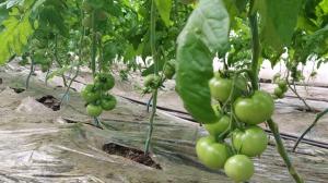 Guvernul acordă un ajutor de 125 de milioane de lei producătorilor agricoli care cultivă legume în sere și solarii