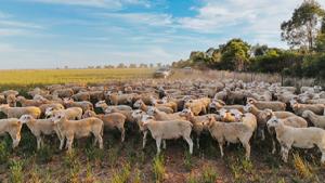 Record pentru România: peste 1 milion de ovine vor fi exportate către Algeria în 2027