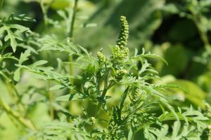 Guvernul obligă autoritățile locale să identifice terenurile cu ambrozie